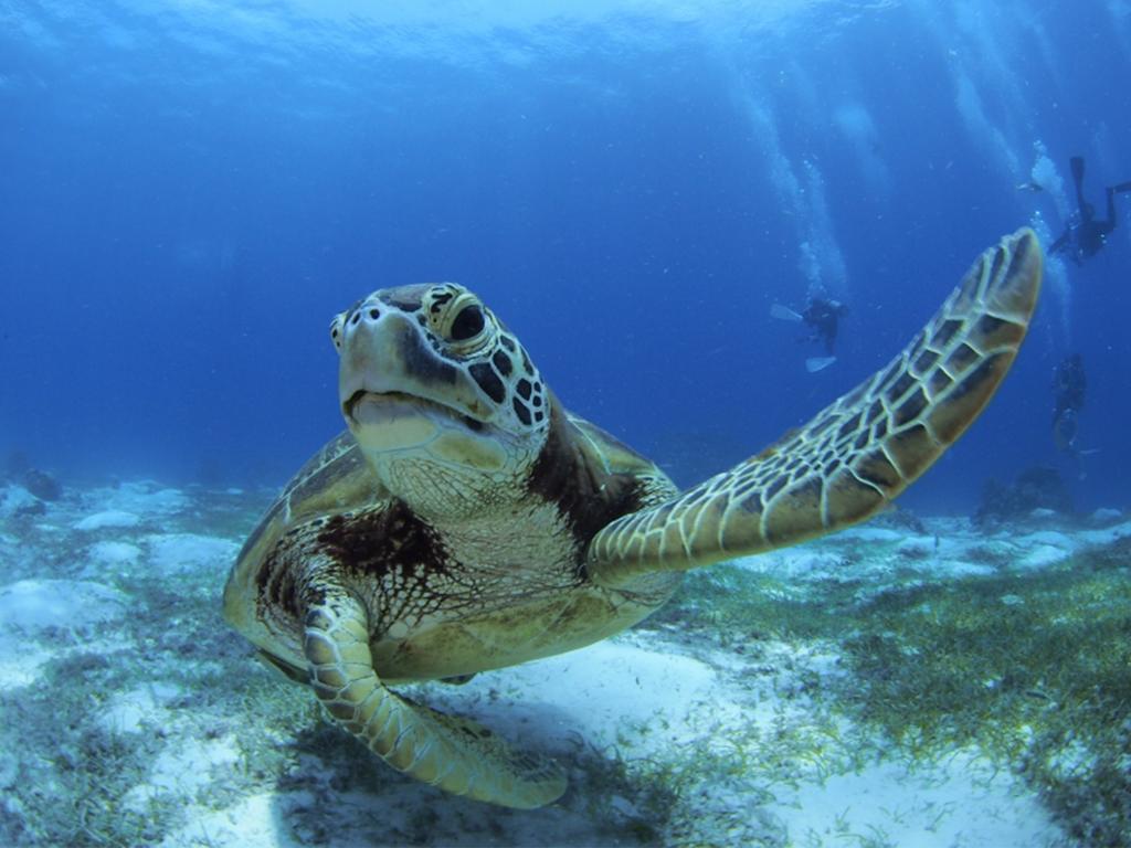 Oceanica Resort Panglao, Bohol Bagian luar foto Green sea turtle